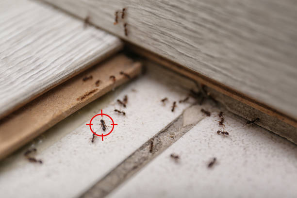 Best Affordable Pest Control Services  in Andusia, AL