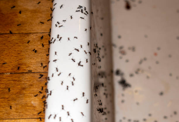 Best Wasp Removal Services  in Andusia, AL